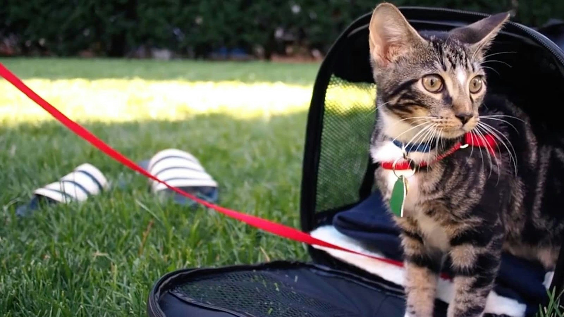 Cat Video Fest 2020 Alamo Drafthouse Cinema