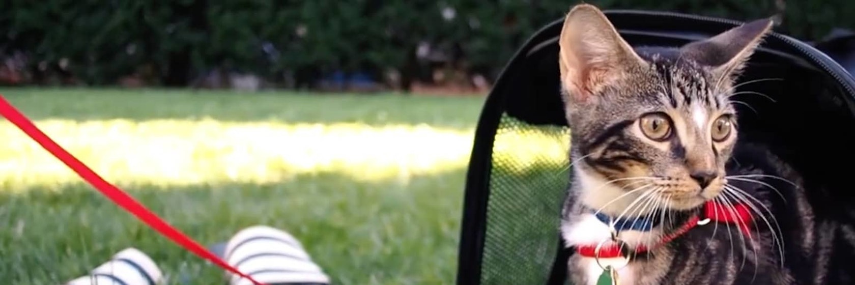 Cat Video Fest 2020 Alamo Drafthouse Cinema