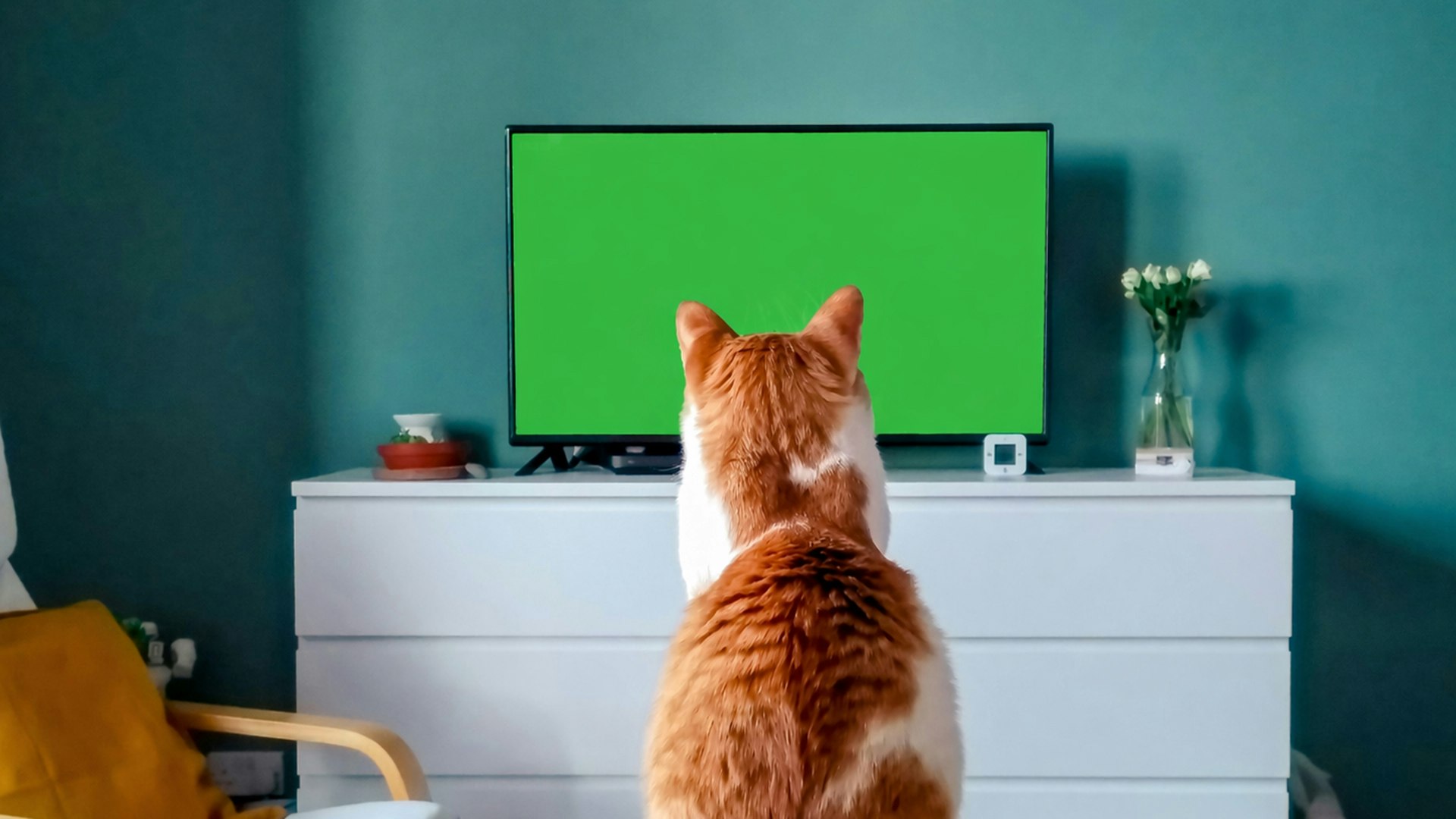 CatVideoFest 2026
