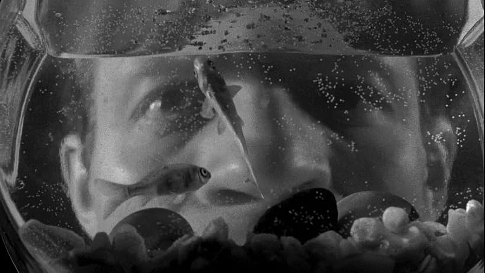 Killer s Kiss Alamo Drafthouse Cinema killer-s-kiss-alamo-drafthouse-cinema