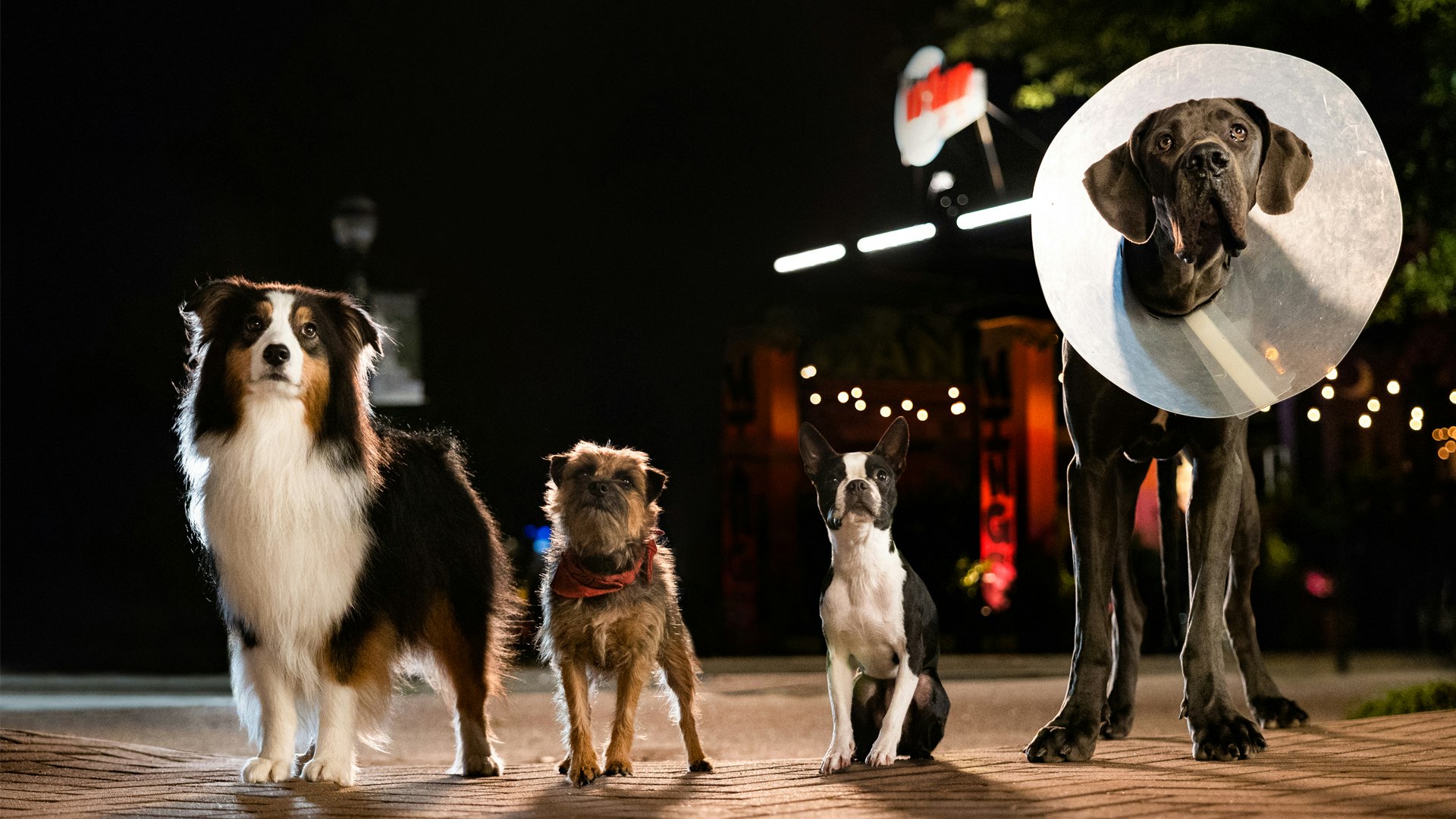 Strays Alamo Drafthouse Cinema